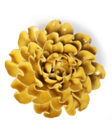 Chive wandbloem Buttercup Yellow Hawthorn EG55