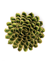Chive wandbloem Avocado Groene Eenhoorn Zinnia EG20