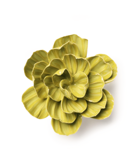 Chive wandbloem Chartreuse Primrose EG50