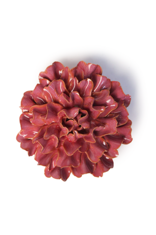 Chive wandbloem Blush Pink Tundra Anjer FR36